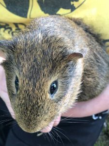 Photo of guinea pig