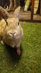 Photo of Harry Brown rabbit