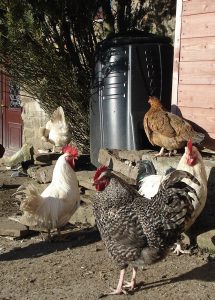 chickens at Farplace