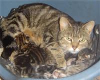 cat and kittens picture