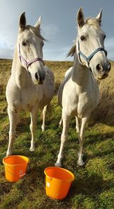 horses at feed buckets