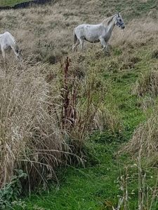 horses in field