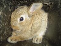 picture of rabbit